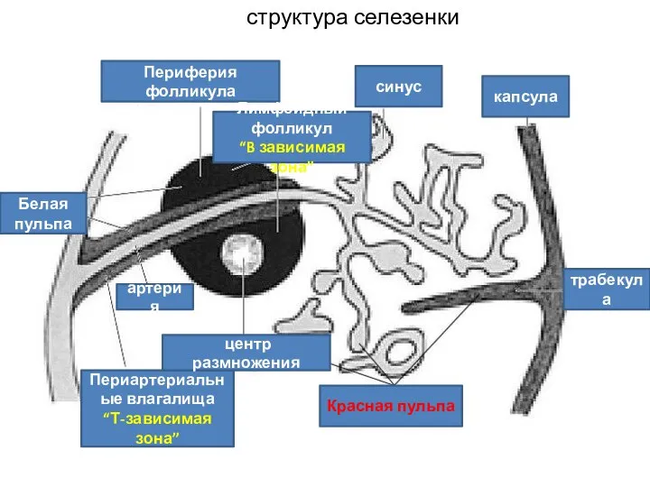 Периартериальные влагалища “Т-зависимая зона” Периферия фолликула синус капсула трабекула Красная пульпа