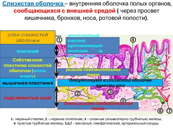 Слизистая оболочка – внутренняя оболочка полых органов, сообщающихся с внешней средой