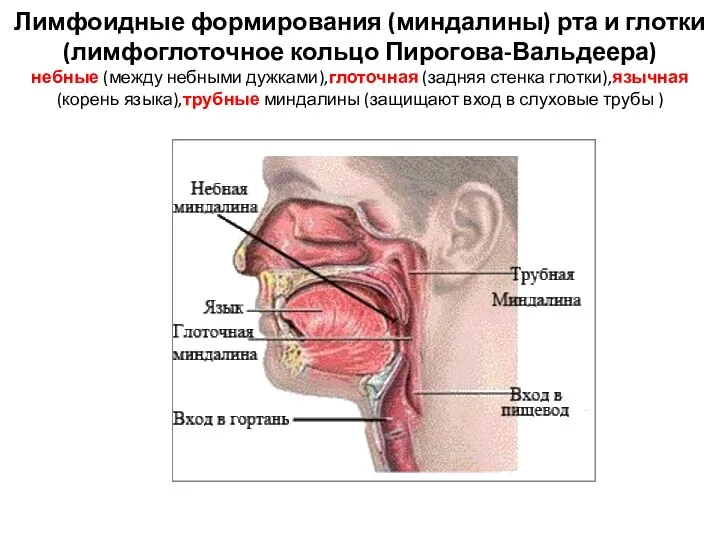 Лимфоидные формирования (миндалины) рта и глотки (лимфоглоточное кольцо Пирогова-Вальдеера) небные (между