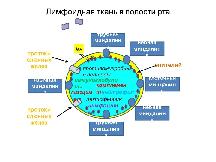 Лимфоидная ткань в полости рта глоточная миндалина небная миндалина небная миндалина