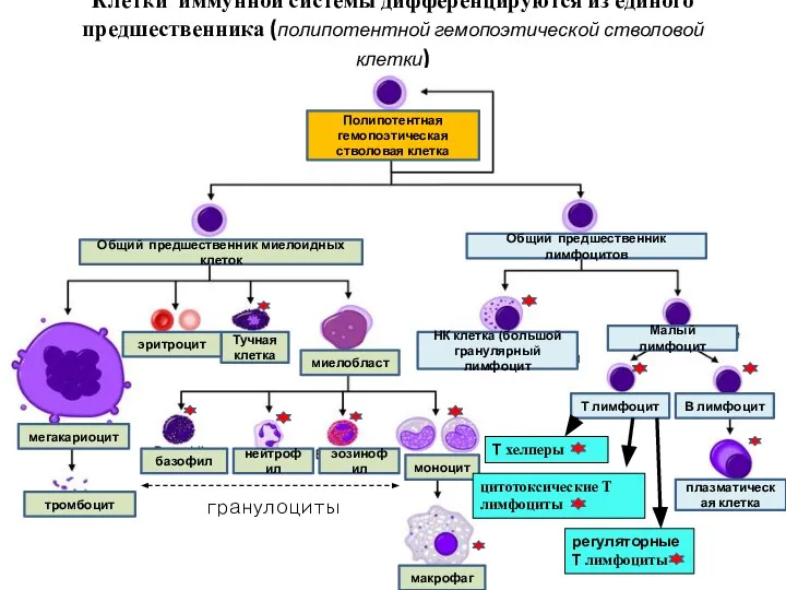 Клетки иммунной системы дифференцируются из единого предшественника (полипотентной гемопоэтической стволовой клетки)