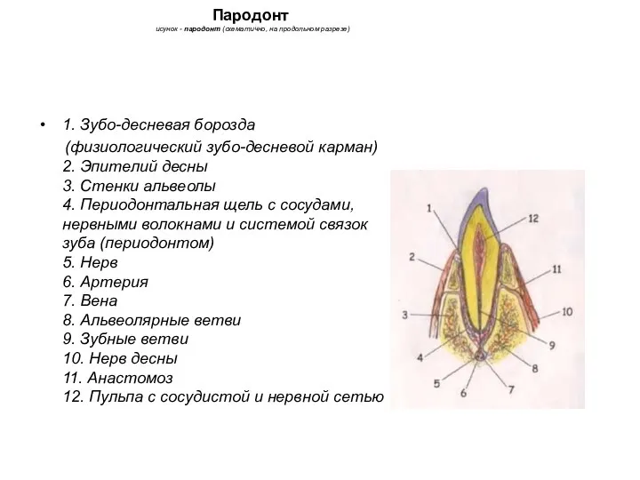 1. Зубо-десневая борозда (физиологический зубо-десневой карман) 2. Эпителий десны 3. Стенки