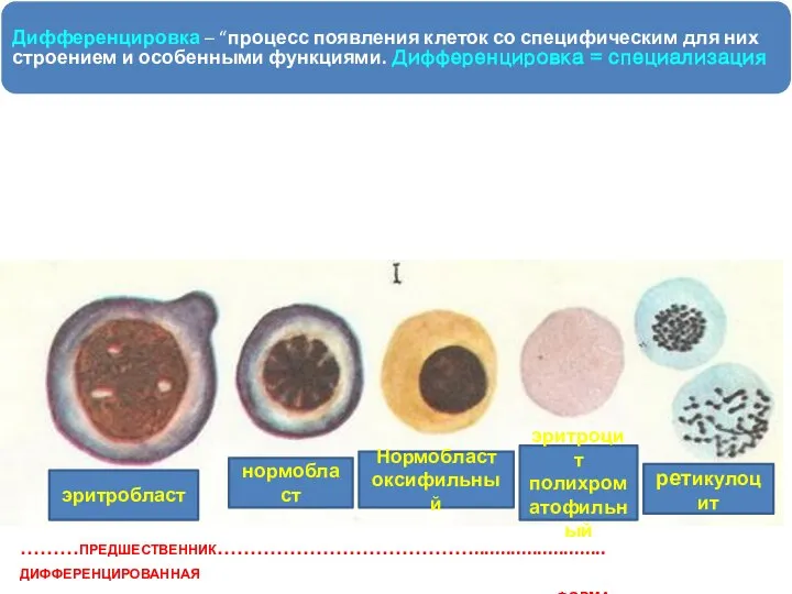 Дифференцировка – “процесс появления клеток со специфическим для них строением и