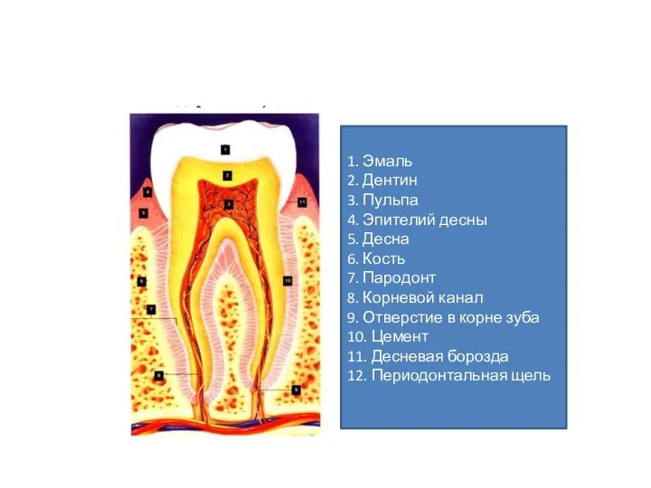 1. Эмаль 2. Дентин 3. Пульпа 4. Эпителий десны 5. Десна