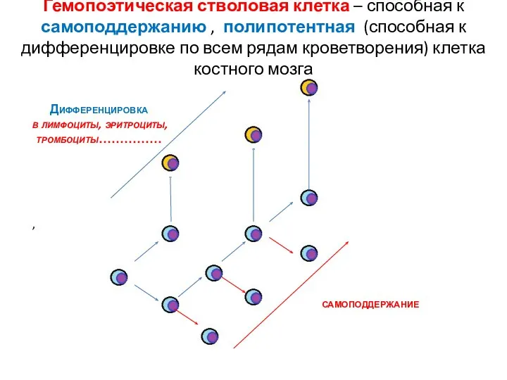 , Гемопоэтическая стволовая клетка – способная к самоподдержанию , полипотентная (способная