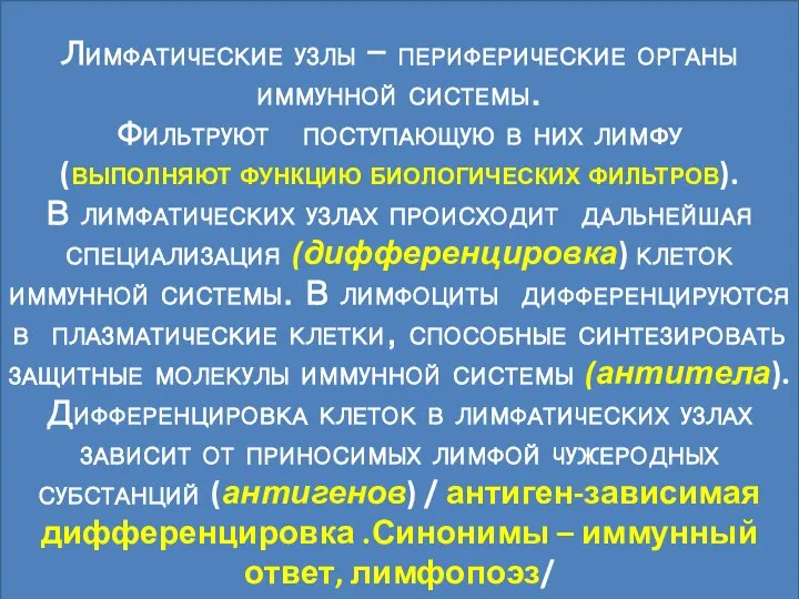 Лимфатические узлы - периферические органы иммунной системы. Фильтруют поступающую в них