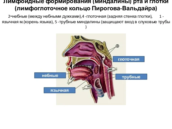 Лимфоидные формирования (миндалины) рта и глотки (лимфоглоточное кольцо Пирогова-Вальдайра) 2-небные (между