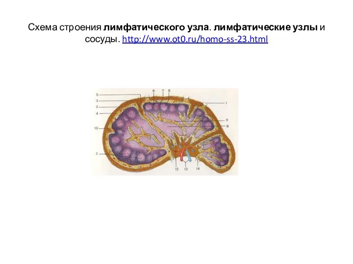 Схема строения лимфатического узла. лимфатические узлы и сосуды. http://www.ot0.ru/homo-ss-23.html