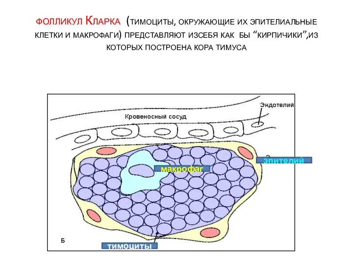 фолликул Кларка (тимоциты, окружающие их эпителиальные клетки и макрофаги) представляют изсебя