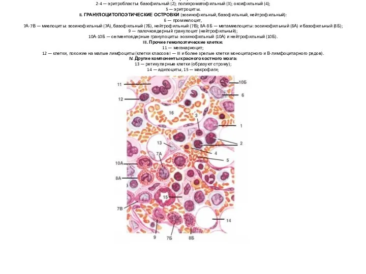 I. ЭРИТРОПОЭТИЧЕСКИЙ ОСТРОВОК: 1 — проэритробласт, 2-4 — эритробласты: базофильный (2);