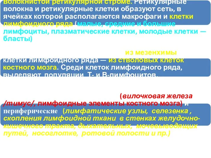 Лимфоидная ткань — комплекс лимфоцитов и макрофагов, располагающихся в клеточно-волокнистой ретикулярной