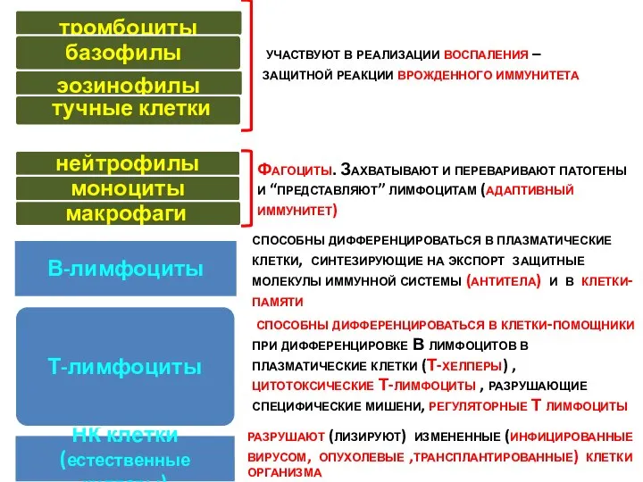 В-лимфоциты способны дифференцироваться в плазматические клетки, синтезирующие на экспорт защитные молекулы