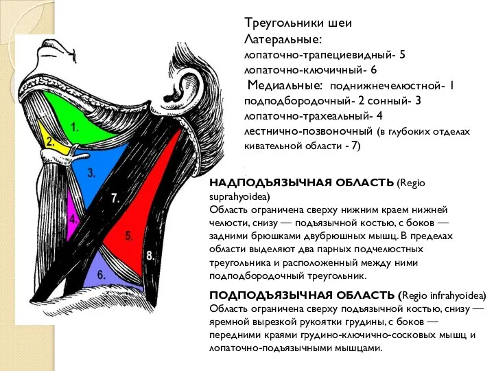 Треугольники шеи Латеральные: лопаточно-трапециевидный- 5 лопаточно-ключичный- 6 Медиальные: поднижнечелюстной- 1 подподбородочный-