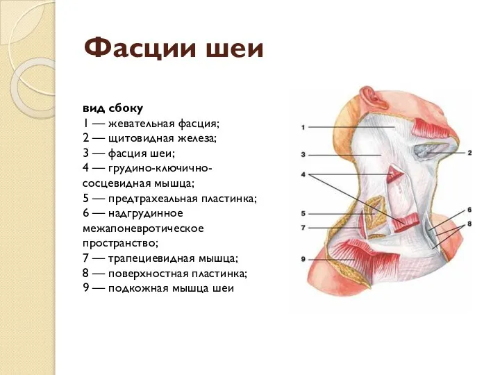 Фасции шеи вид сбоку 1 — жевательная фасция; 2 — щитовидная