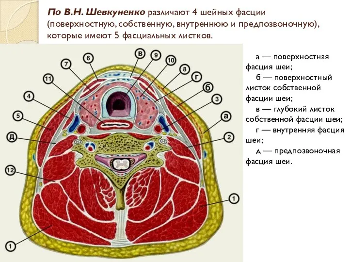 По В.Н. Шевкуненко различают 4 шейных фасции (поверхностную, собственную, внутреннюю и