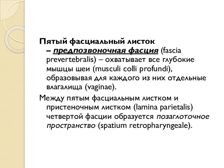 Пятый фасциальный листок – предпозвоночная фасция (fascia prevertebralis) – охватывает все