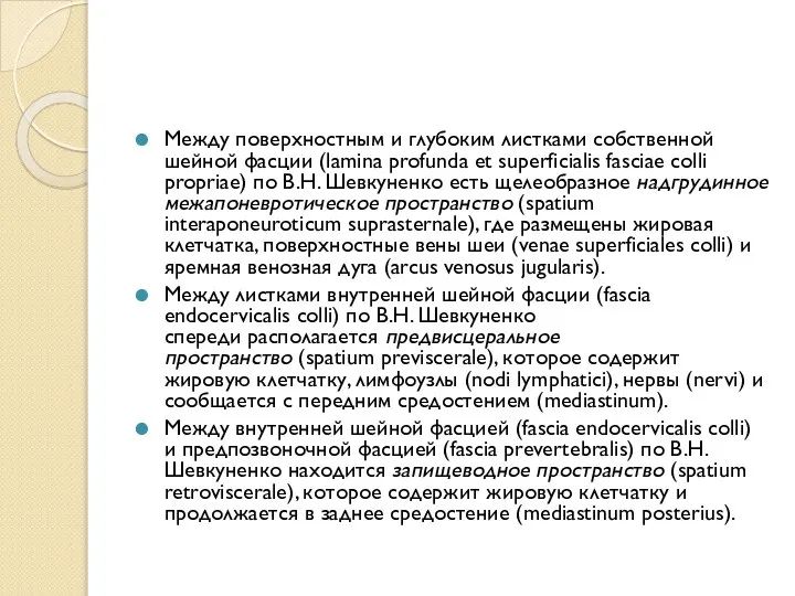 Между поверхностным и глубоким листками собственной шейной фасции (lamina profunda et