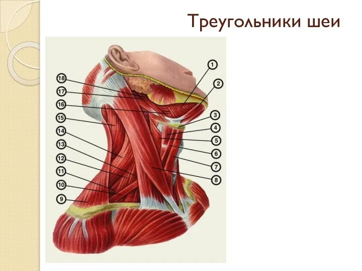 Треугольники шеи