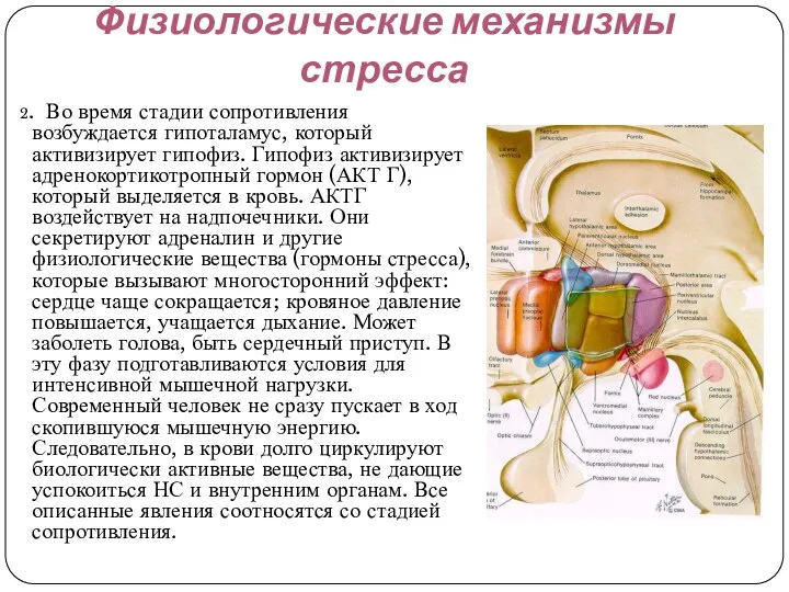 Физиологические механизмы стресса 2. Во время стадии сопротивления возбуждается гипоталамус, который