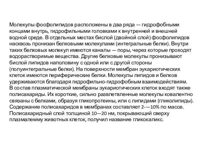 Молекулы фосфолипидов расположены в два ряда — гидрофобными концами внутрь, гидрофильными