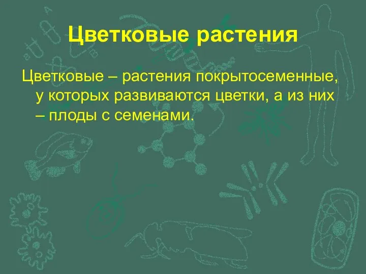 Цветковые растения Цветковые – растения покрытосеменные, у которых развиваются цветки, а