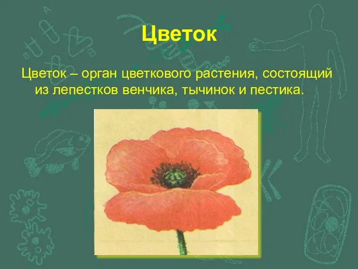 Цветок Цветок – орган цветкового растения, состоящий из лепестков венчика, тычинок и пестика.