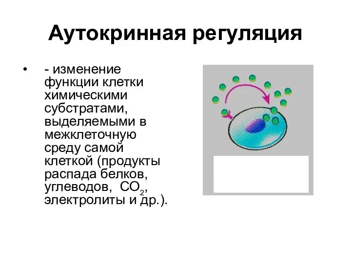 Аутокринная регуляция - изменение функции клетки химическими субстратами, выделяемыми в межклеточную