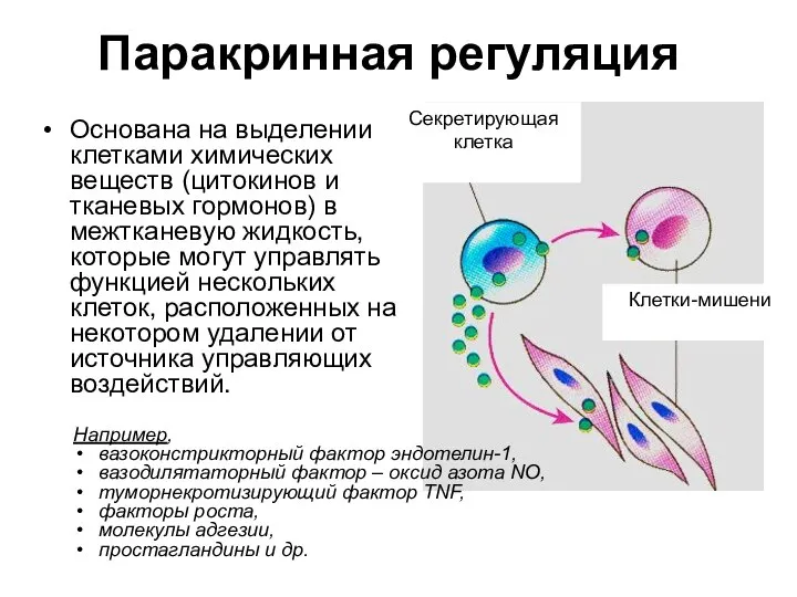 Паракринная регуляция Основана на выделении клетками химических веществ (цитокинов и тканевых