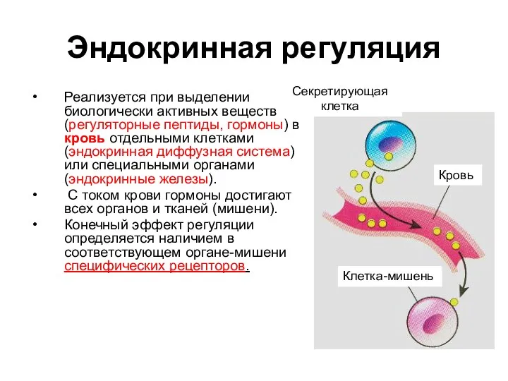 Эндокринная регуляция Реализуется при выделении биологически активных веществ (регуляторные пептиды, гормоны)