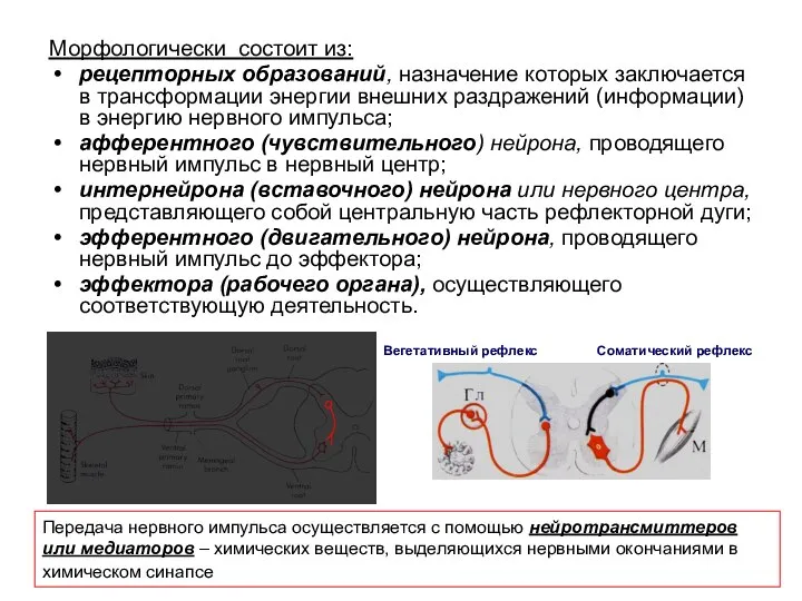 Морфологически состоит из: рецепторных образований, назначение которых заключается в трансформации энергии