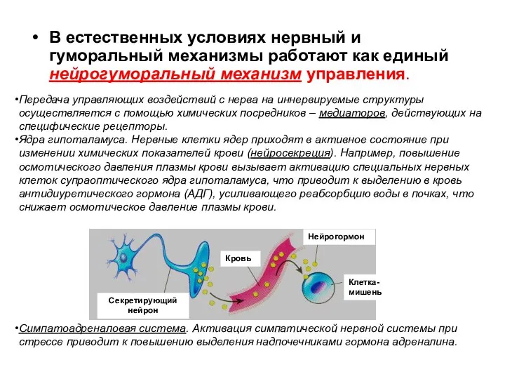 В естественных условиях нервный и гуморальный механизмы работают как единый нейрогуморальный