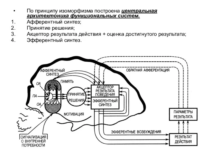 По принципу изоморфизма построена центральная архитектоника функциональных систем. Афферентный синтез; Принятие