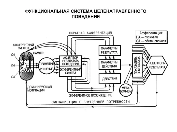 ФУНКЦИОНАЛЬНАЯ СИСТЕМА ЦЕЛЕНАПРАВЛЕННОГО ПОВЕДЕНИЯ