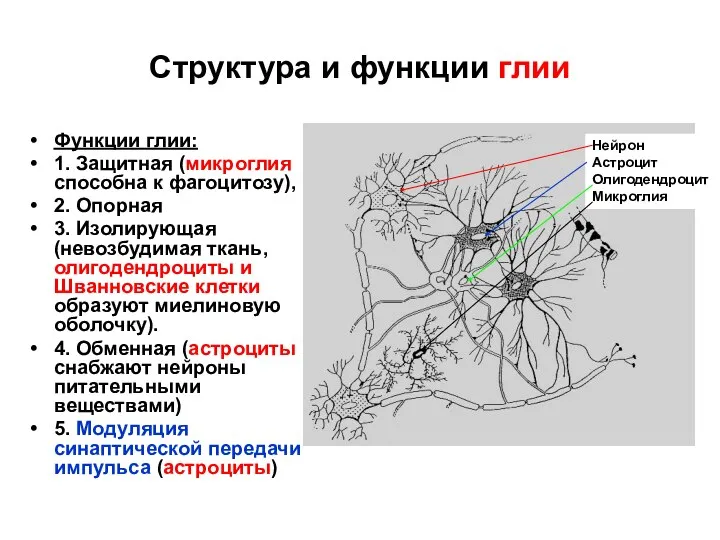 Структура и функции глии Функции глии: 1. Защитная (микроглия способна к