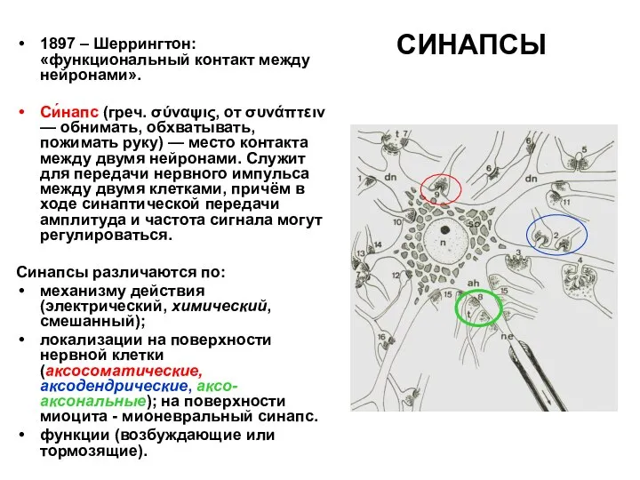 СИНАПСЫ 1897 – Шеррингтон: «функциональный контакт между нейронами». Си́напс (греч. σύναψις,