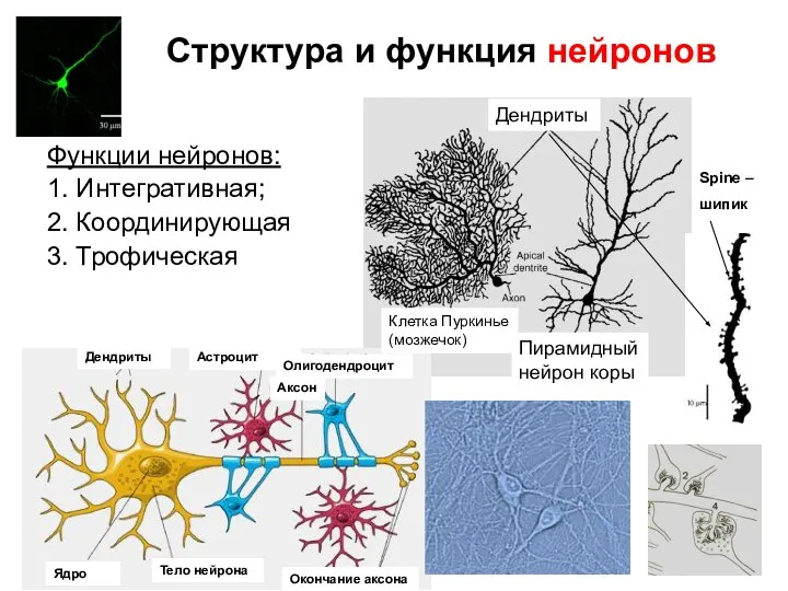 Структура и функция нейронов Функции нейронов: 1. Интегративная; 2. Координирующая 3. Трофическая Spine – шипик Дендриты