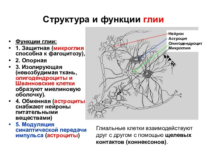 Структура и функции глии Функции глии: 1. Защитная (микроглия способна к