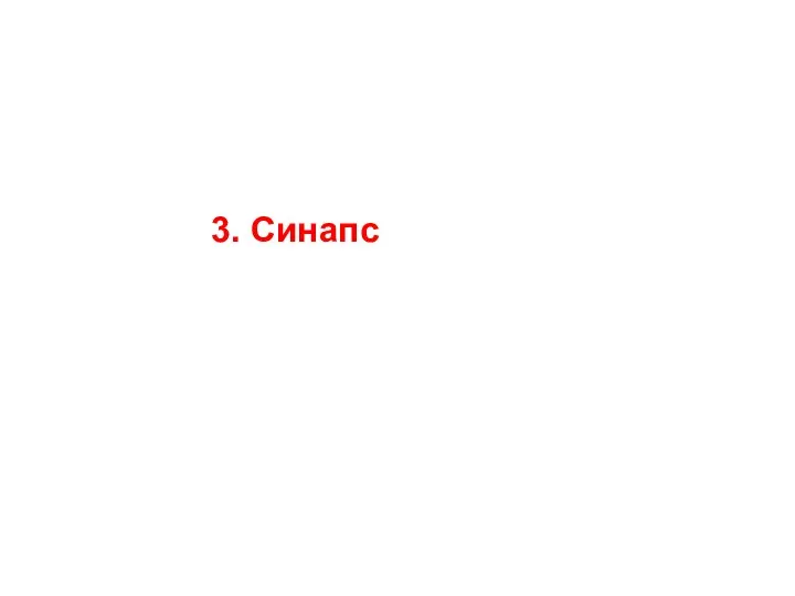 3. Синапс