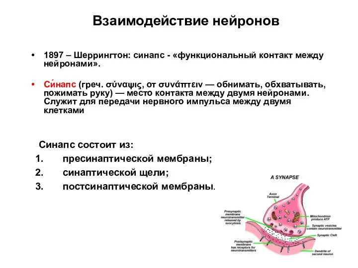 1897 – Шеррингтон: синапс - «функциональный контакт между нейронами». Си́напс (греч.