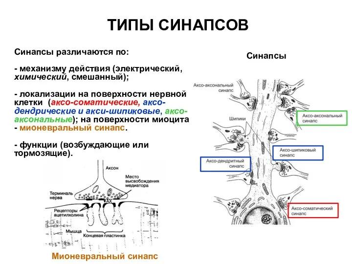 ТИПЫ СИНАПСОВ Синапсы различаются по: - механизму действия (электрический, химический, смешанный);