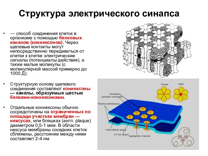 Структура электрического синапса — способ соединения клеток в организме с помощью