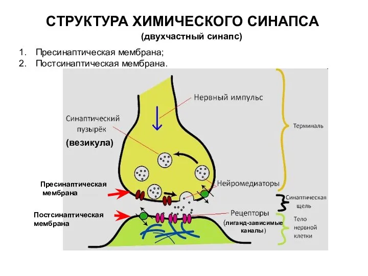 СТРУКТУРА ХИМИЧЕСКОГО СИНАПСА (двухчастный синапс) Пресинаптическая мембрана; Постсинаптическая мембрана.