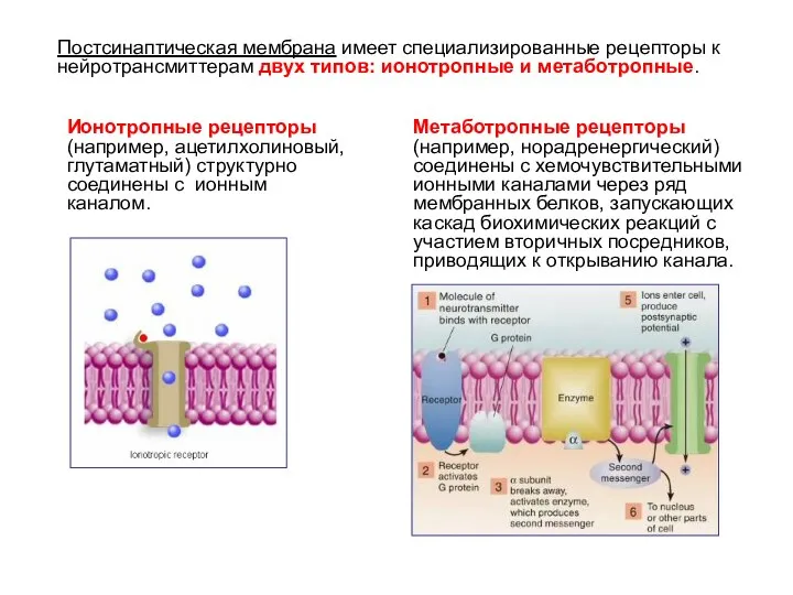 Метаботропные рецепторы (например, норадренергический) соединены с хемочувствительными ионными каналами через ряд