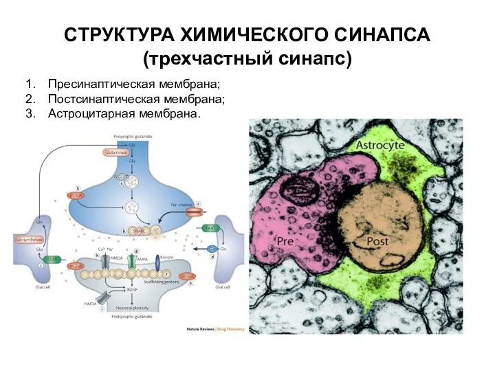 СТРУКТУРА ХИМИЧЕСКОГО СИНАПСА (трехчастный синапс) Пресинаптическая мембрана; Постсинаптическая мембрана; Астроцитарная мембрана.