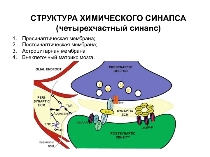 СТРУКТУРА ХИМИЧЕСКОГО СИНАПСА (четырехчастный синапс) Пресинаптическая мембрана; Постсинаптическая мембрана; Астроцитарная мембрана; Внеклеточный матрикс мозга.