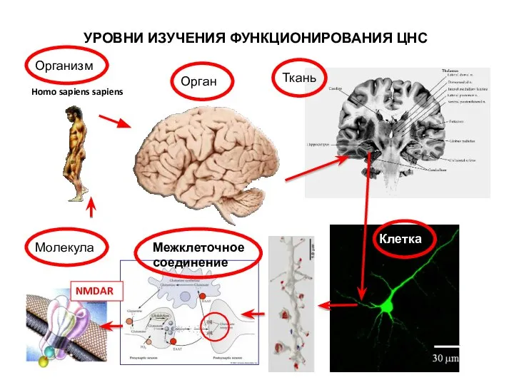 NMDAR УРОВНИ ИЗУЧЕНИЯ ФУНКЦИОНИРОВАНИЯ ЦНС Клетка Межклеточное соединение Организм Ткань Молекула Орган