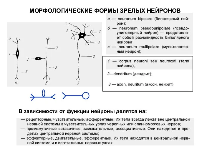 МОРФОЛОГИЧЕСКИЕ ФОРМЫ ЗРЕЛЫХ НЕЙРОНОВ В зависимости от функции нейроны делятся на: