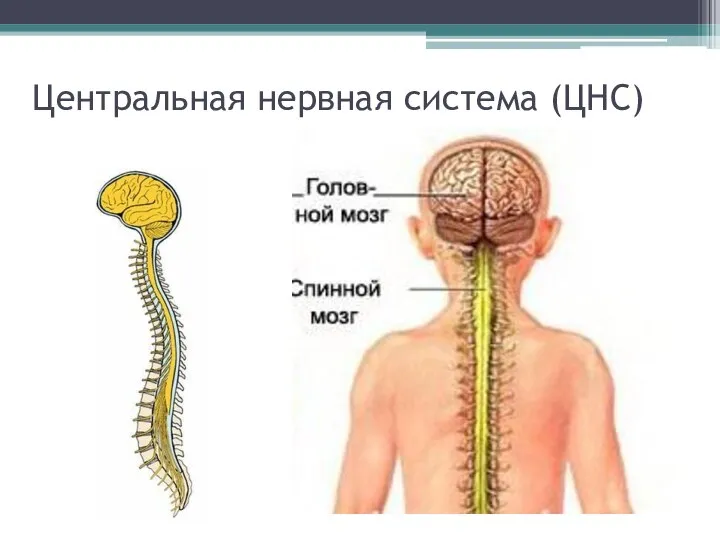 Центральная нервная система (ЦНС)