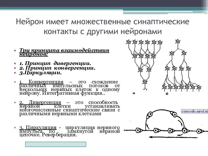 Нейрон имеет множественные синаптические контакты с другими нейронами Три принципа взаимодействия