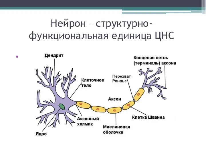 Нейрон – структурно-функциональная единица ЦНС